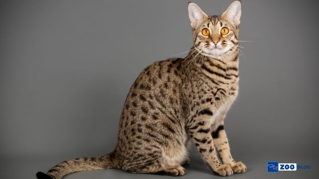 Savannah Kedisi Karakteri ve Özellikleri