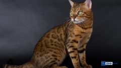 Savannah Kedisi Karakteri ve Özellikleri