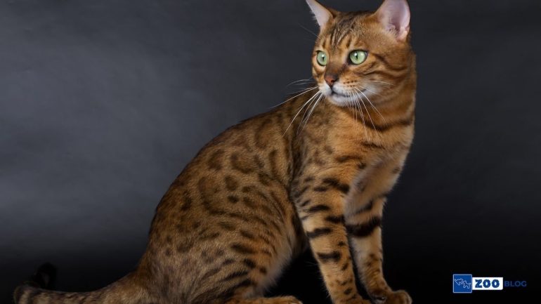 Savannah Kedisi Karakteri ve Özellikleri