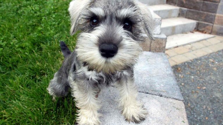 Schnauzer Miniature Köpek Irkı Tüm Özellikleri, Genel Sağlık ve Bakım