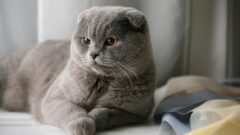 Scottish Fold Irkı Hakkında Daha Önce Duymadığınız Bilgiler
