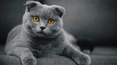 Kırık Kulak Kedi (Scottish Fold) Irkı Hakkında Önemli Bilgiler