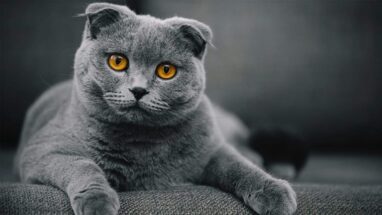 Kırık Kulak Kedi (Scottish Fold) Irkı Hakkında Önemli Bilgiler