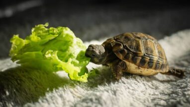 Kaplumbağalar Ne Yer? Kaplumbağaların Özellikleri Nelerdir? İnsanlarla İlişkileri Nasıldır?