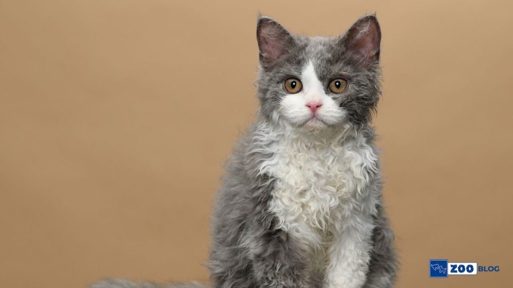 Selkirk Rex Kedi Karakteri 