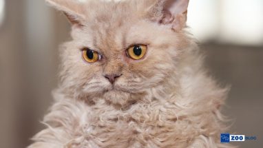 Selkirk Rex Kedi Karakteri ve Özellikleri
