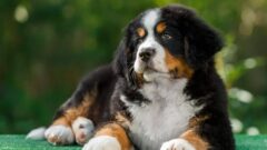Senbernar Köpeği Özellikleri Nelerdir?