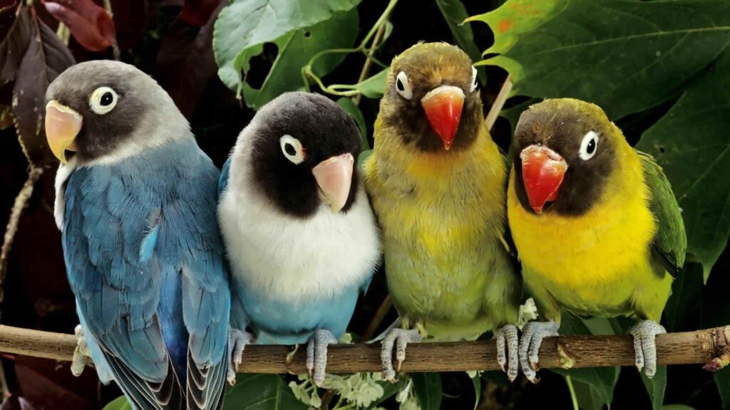 konuşan papağan türleri