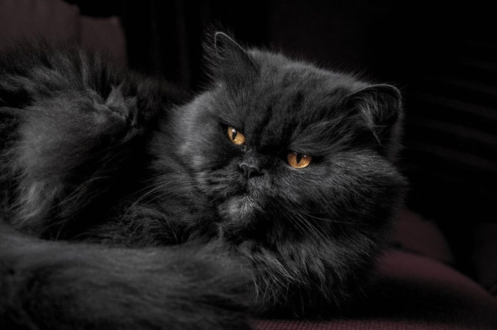 8 Maddede Sevecen Kedi Irkları