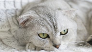 10 Maddede Sevimli Kedi Cinsleri