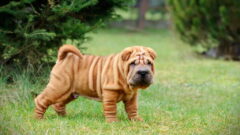 Shar Pei Köpek Irkı Özellikleri, Bakımı ve Beslenme