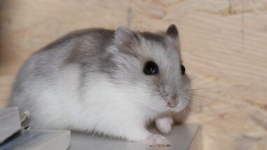 Sibirya Hamsterı Özellikleri ve Bakımı