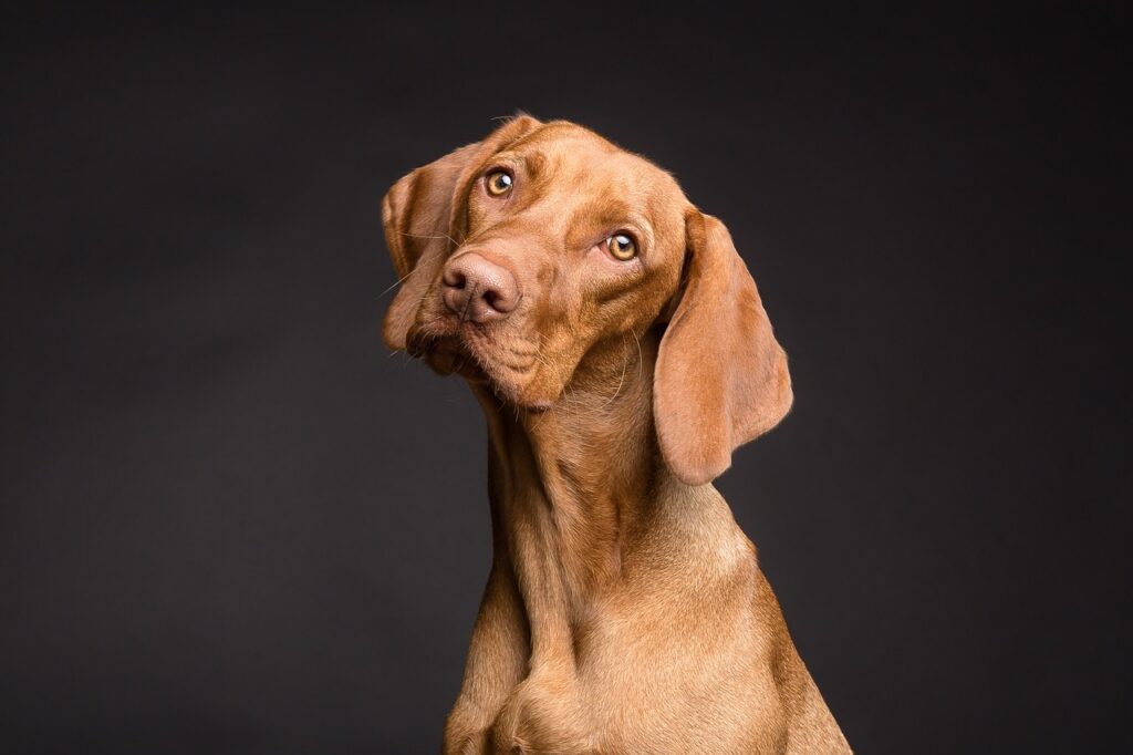 Sık Görülen Köpek Hastalıkları
