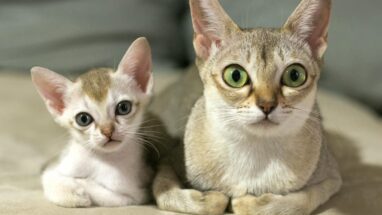 Singapura Kedi Irkı Özellikleri, Karakteri, Bakımı ve Beslenme İhtiyacı