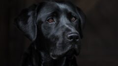 Sitede Köpek Beslemek