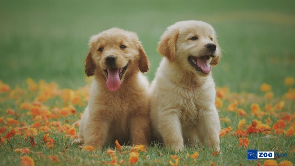 Sitede Köpek Beslemek Yasak mı?