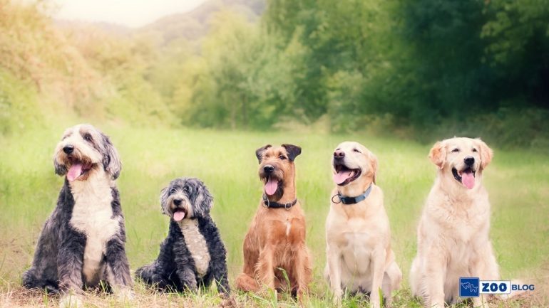 Sitede Köpek Beslemek Yasak mı?