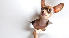 Şivava Köpek (Chihuahua) Özellikleri ve Bakımı