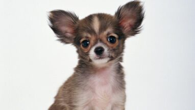Şivava (Chihuahua) Köpek Irkı Hakkında Bilgiler