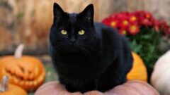 En Popüler Siyah Kedi Cinsi ve Özellikleri