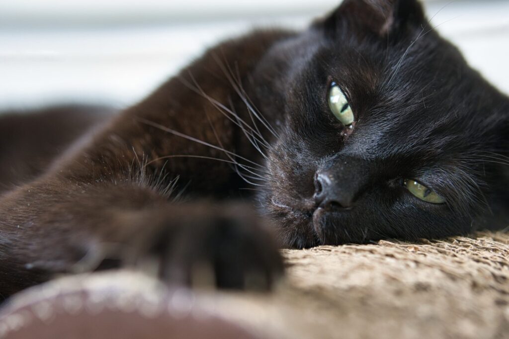 En Sevimli Siyah Kedi Irkları