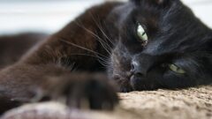 En Sevimli Siyah Kedi Irkları