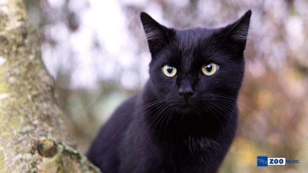 Siyah Kedi Özellikleri