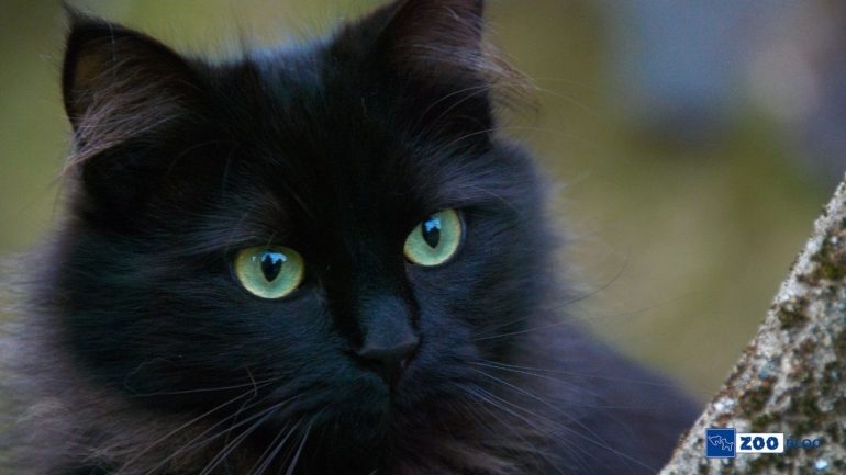 Siyah Kedi Özellikleri, Bakımı ve Beslenmesi