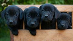 10 Maddede Siyah Köpek Irkları
