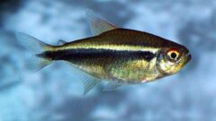 Siyah Neon Tetra Balığı Bakımı Nasıl Olmalı?