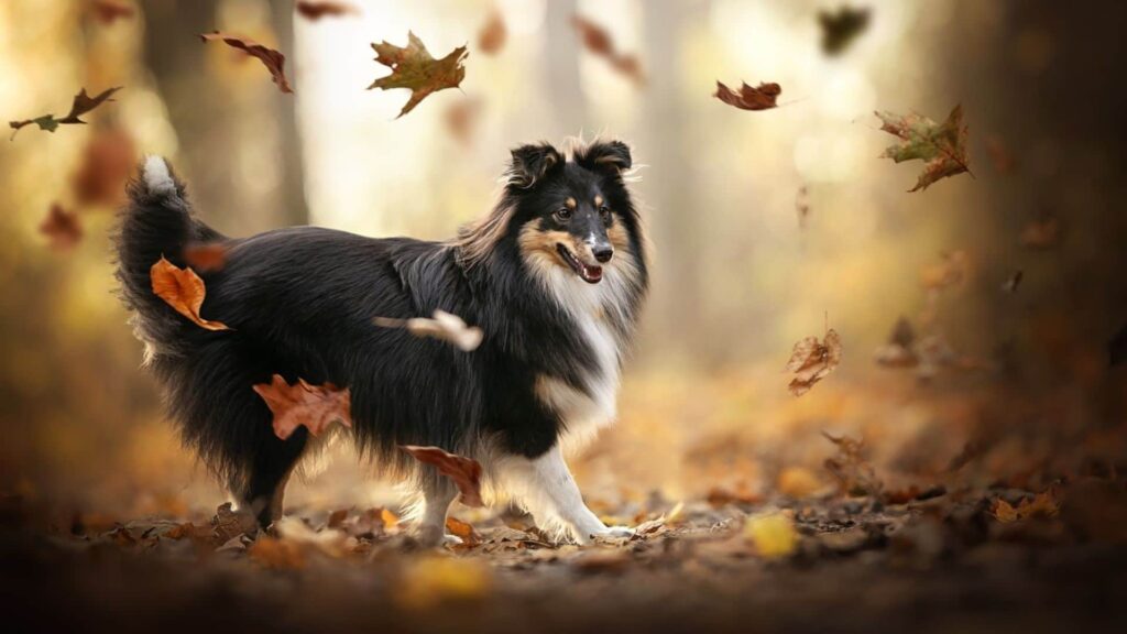 Shetland Sheepdog Köpek Irkı Tüm Özellikleri, Genel Bakım ve Sağlık