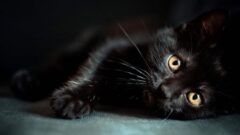 Siyah Kedi Cinsleri Hakkında Önemli Bilgiler