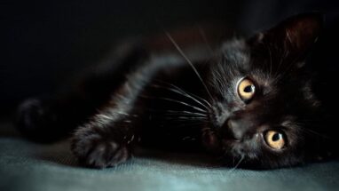 Siyah Kedi Cinsleri Hakkında Önemli Bilgiler