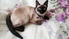 Dişi Kedi İsimleri Arasından En Sevilenleri Açıklıyoruz: Kediniz İsmini Çok Sevecek!