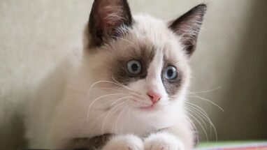 Snowshoe Kedi Irkı Fiziksel Özellikleri ve Bakımı