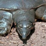 Softshell Kaplumbağası Özellikleri ve Bakımı
