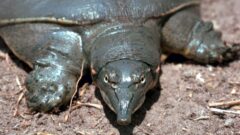 Softshell Kaplumbağası Özellikleri ve Bakımı