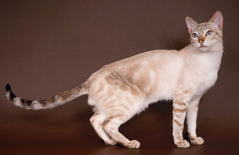 Sokoke Kedi Irkı Özellikleri, Karakteri, Bakımı ve Beslenme İhtiyacı