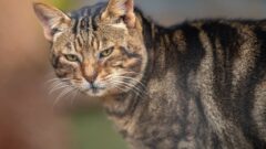 Sokoke Kedi Irkı Özellikleri, Karakteri, Bakımı ve Beslenme İhtiyacı