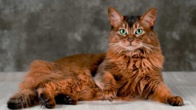Somali Kedi Irkı Özellikleri ve Bakımı