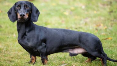 Sosis Köpek (Dachshund) Irkı Hakkında Daha Önce Duymadığınız 30 Önemli Bilgi
