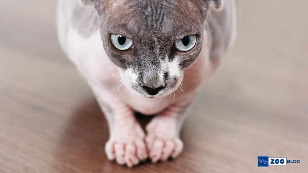 Sphynx Kedi Kaç Sene Yaşar? Sphynx Kedi Kaç Sene Yaşar?