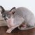 Sphynx Kedi Kaç Sene Yaşar?