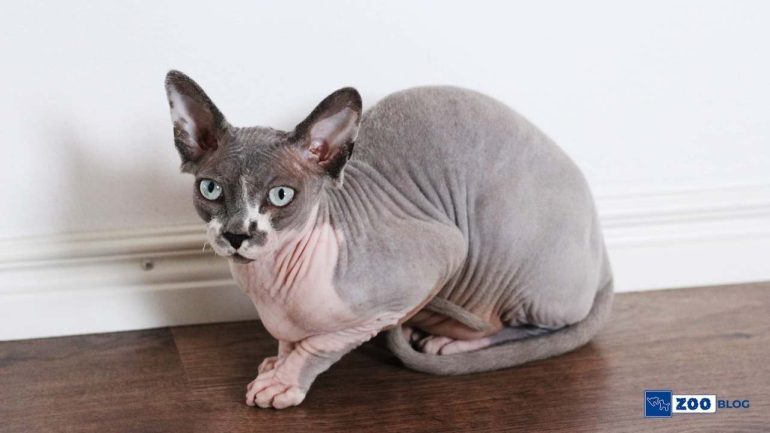 Sphynx Kedi Kaç Sene Yaşar?