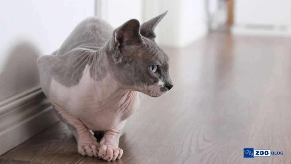 Sphynx Kedi Karakteri