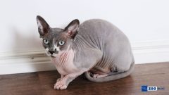 Sphynx Kedi Karakteri ve Özellikleri