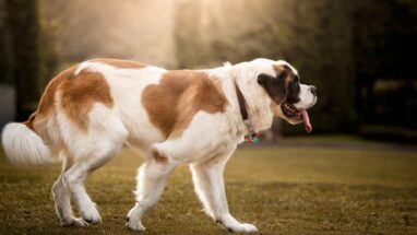 St Bernard (Saint Bernard) Köpek Irkı Özellikleri