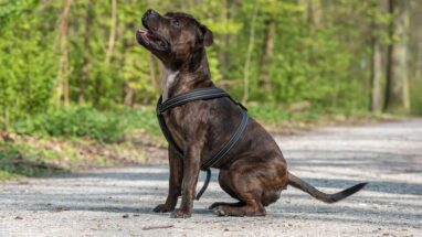 Staff Köpek Irkı Özellikleri ve Bakımı