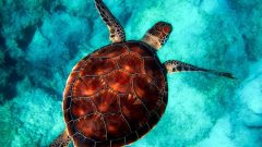 Su Kaplumbağası Çeşitleri Nelerdir?