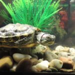 Su Kaplumbağası Mantar Enfeksiyonu Tedavisi